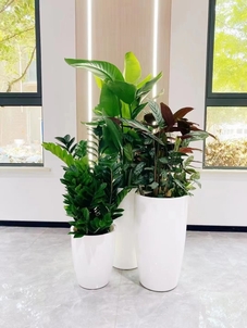 宁波余姚植物租赁专业，给你别样的绿色体验